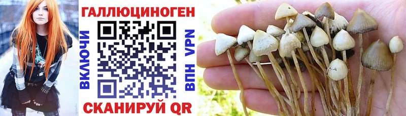 darknet клад  Вытегра  Галлюциногенные грибы Psilocybe 